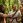 Indigenous activities in Far North Queensland
