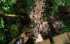 treetop adventures